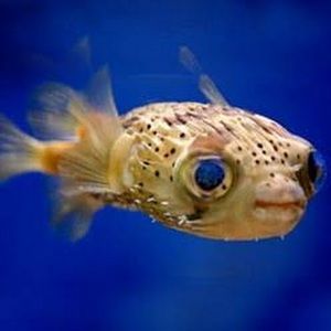 Meet your Posher, Ang